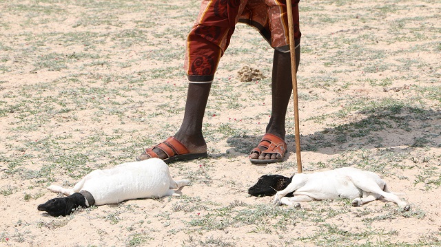 abaaraha-dalka-10