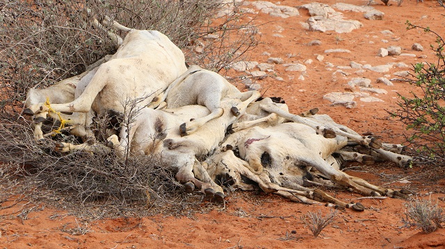 abaaraha-dalka-5